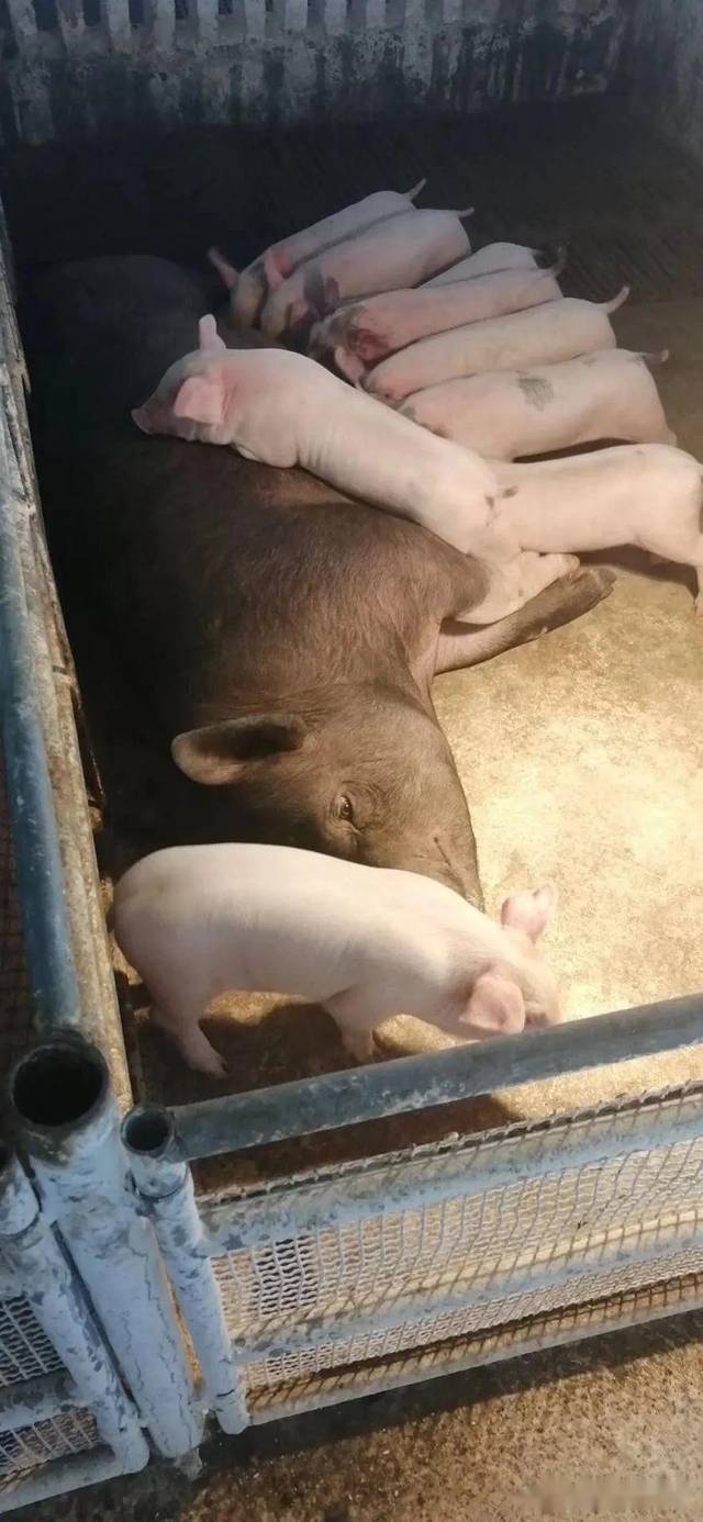 越来越多的猪场采用自制发酵中草药防控非洲猪瘟,每吨