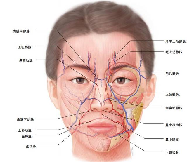 美容解剖学|面部血管