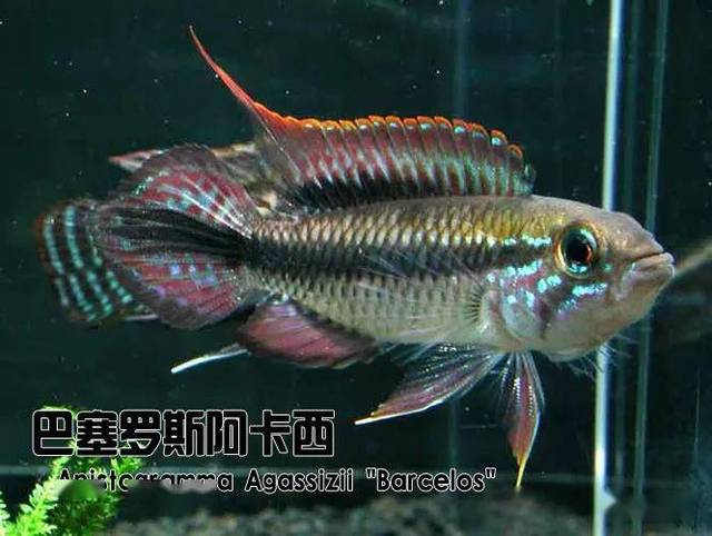 [水族生物 和我一起爱上—阿卡西①品种介绍