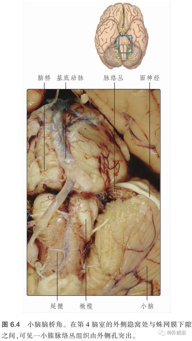 解剖资料 | 脑室系统的局部解剖和脑脊液