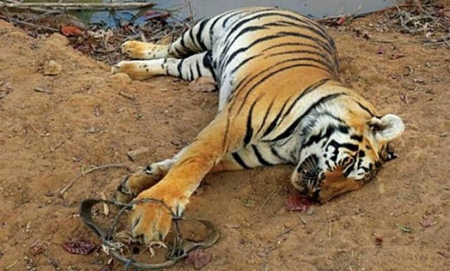 这已经不是印度发生的第一起老虎因吃了被毒死的野猪后而死亡的事件.