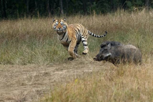 图:老虎追捕野猪的场景 阿纳马莱老虎保护区的面积接近1000平方公里