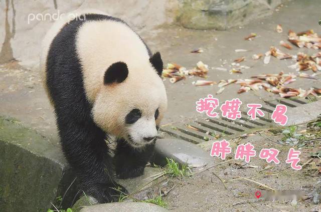 当国宝也开始直播带货.