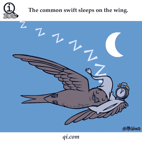 你绝对不知道的22个动物冷知识!收藏起来