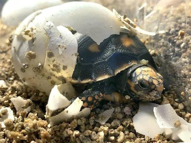 这些乌龟蛋临近孵化日期,但vivian páez不确定它们能否存活.