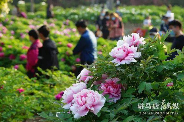 天中山下牡丹艳!在千县古县汝南感受醉美春光