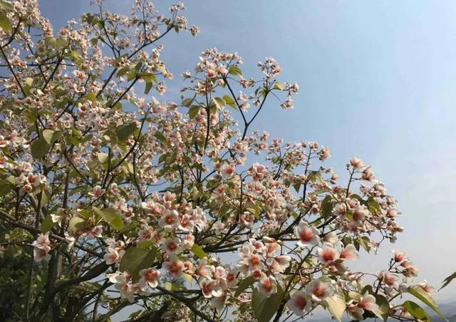暮春时节,正是桐子树开花的季节.民间素有冻桐子花的说法.