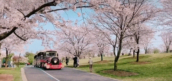 樱花大道,虞美人花海,四月的辰山植物园美翻了!