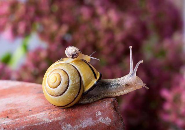 为了更美好生活的共同理想,我们像蜗牛一样拼尽全力,负重前行