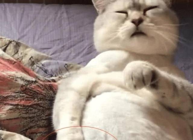 猫咪半夜睡着不停挠后背,女主感觉不对劲,开灯一看笑得直不起腰