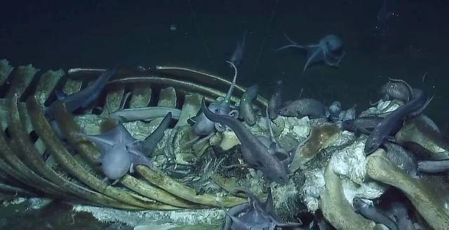 第一阶段是在鲸尸下沉至海底过程中,深海里的盲鳗,鲨鱼等食腐动物会