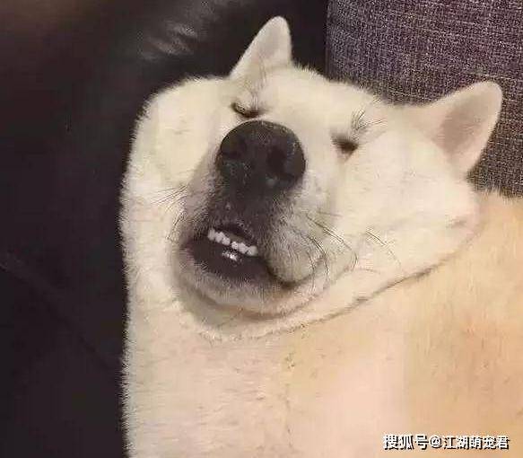 狗狗睡姿大比拼,原来"困成狗"是真的,看一次笑一次