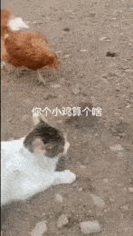 搞笑gif:今天跟老婆聊天,老婆是初恋,今天老婆问我