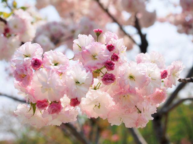 上海这个公园樱花季长45天,早中晚樱轮流上线,最近晚樱颜值爆
