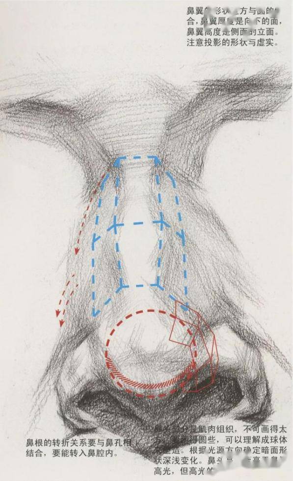 超强干货丨从结构学习素描鼻子的刻画细节!
