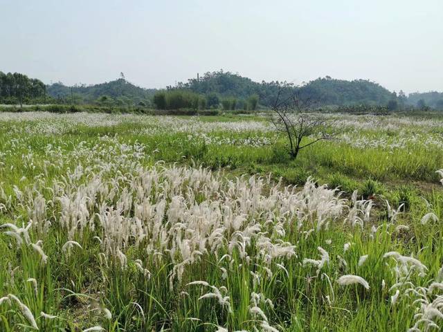 春日的清新田野,花开正浓!