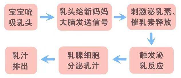 掌握这4个步骤,产后顺利开奶!