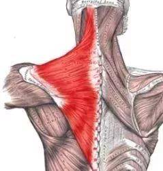如果说探颈毁的是你脖子的侧面曲线,那斜方肌就是360度无死角地破坏了