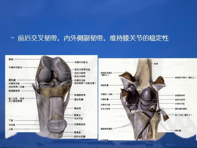 人体解剖——膝关节解剖与详细治疗方法和定位