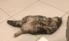 猫要是沙雕起来,每一帧都是表情包.