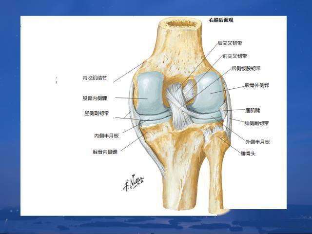 人体解剖—膝关节解剖与详细治疗方法和定位