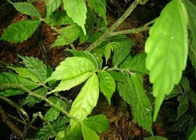 农村这种草,蛇非常害怕它,却是农民的救命良药