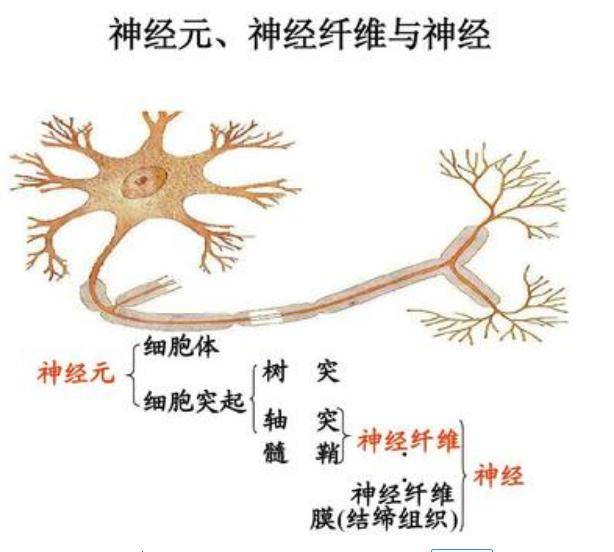 我们下来看一下一个神经元是什么样的.