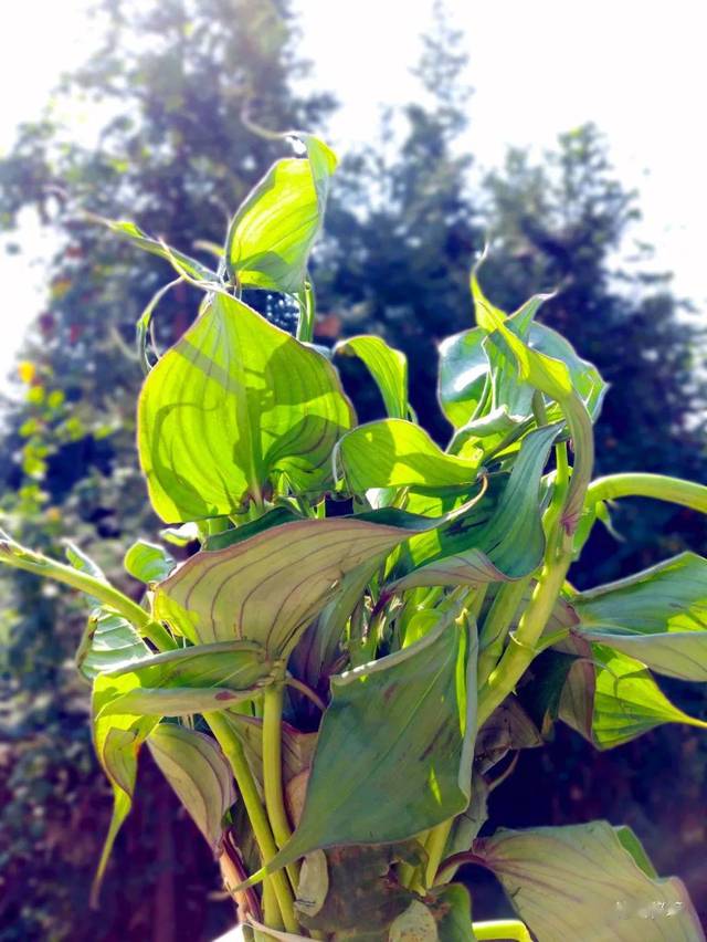 自然,生态的山茅野菜