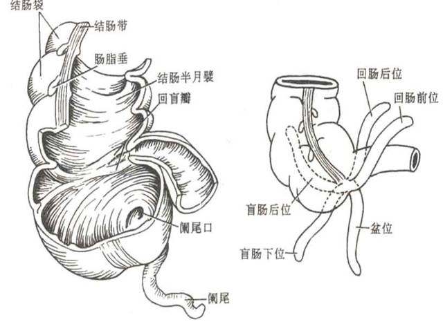 【收藏】消化系统解剖图谱!