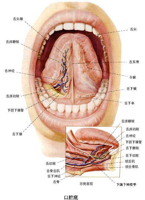②菌状乳头:分布舌尖及舌体两侧缘,肉眼看呈红色点状.