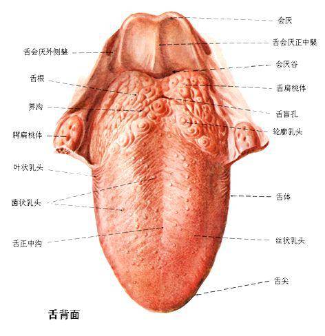 舌根部的粘膜内含有许多淋巴组织形成的隆起叫舌扁桃体.