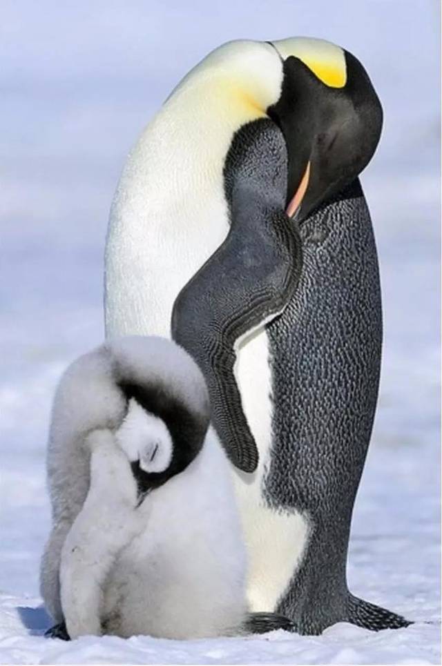 这组图叫《站着睡觉的小企鹅》,看了心情挺好