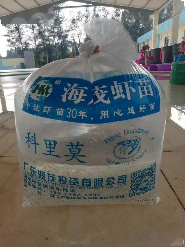 稳中有快,快大品系虾苗又有新选择