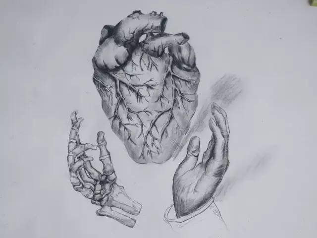 心脏,是人体最重要的器官之一,是血液循环的中心.