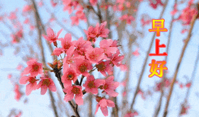 清早问候大家早上好的漂亮表情图片,最美早晨好问候语