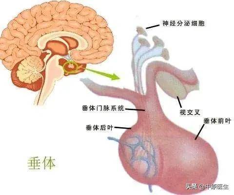 垂体瘤为什么会导致视力下降?