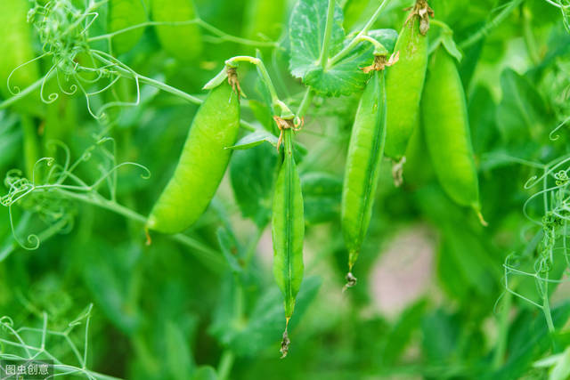 1,茎腐病 发病特征:茎腐病主要危害荷兰豆茎基部及茎蔓