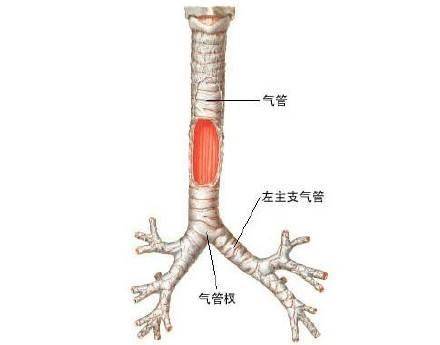 支气管扩张能治愈吗?