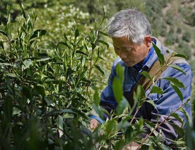 非遗传承大师亲制的黄山毛峰,80000个芽头才