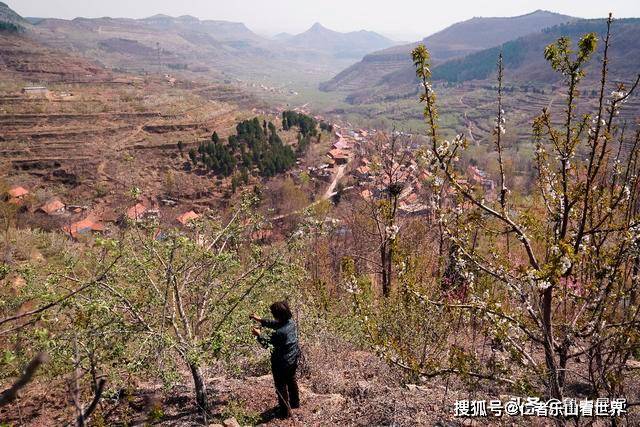 4月13日,沂源县中庄镇杓峪村,一名村民正在半山腰给樱桃树授粉.