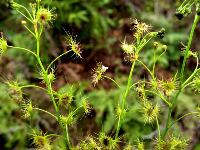 狸藻科(水湿生种类)共有5 个种类:黄花狸藻,南方狸藻,少花狸藻,挖耳草