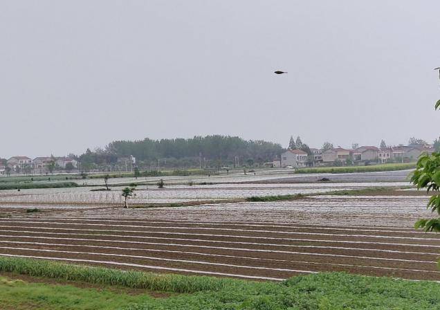 湖北老河口市王甫洲:白色装扮沙洲 初夏大地如雪