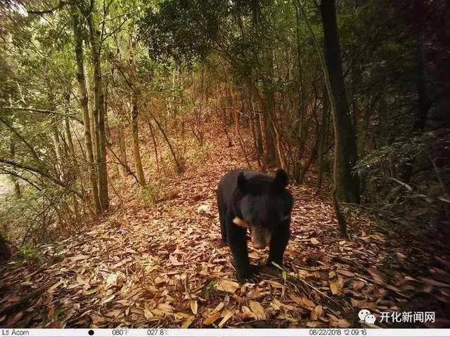 江山仙霞岭自然保护区发现黑熊,系浙江第3个"熊出没"地点