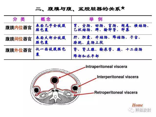 解剖丨腹膜后间隙(包懂包会!)