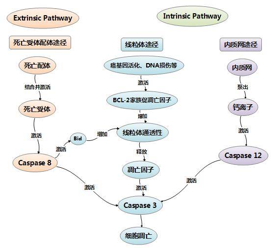 线粒体主导的细胞凋亡
