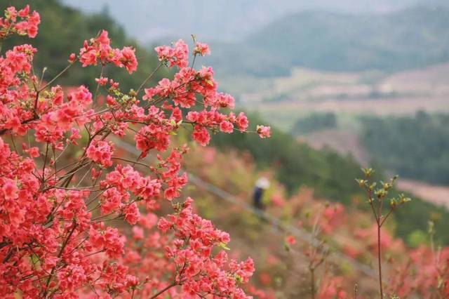 赏高山杜鹃的时节,台州这些地方都能看(附最全攻略)