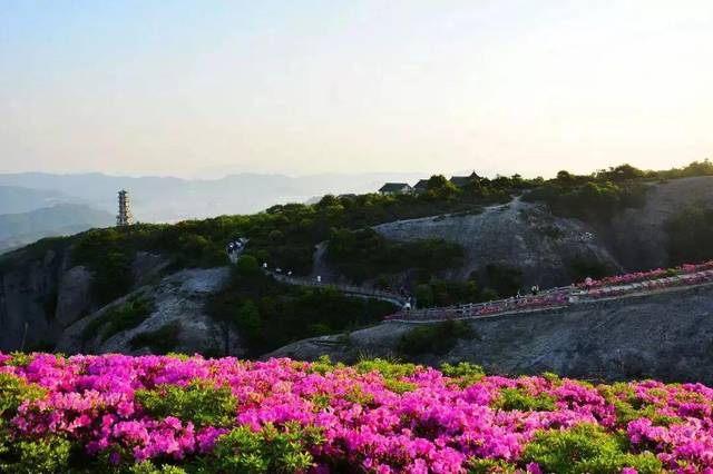 赏高山杜鹃的时节,台州这些地方都能看(附最全攻略)