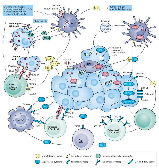 cell/nat rev cancer: 肿瘤微环境对肿瘤发生,转移及治疗的影响