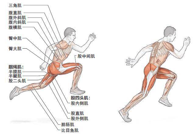 快速伸缩复合训练,跳跃与冲刺跑组合训练,提升肌肉爆发力