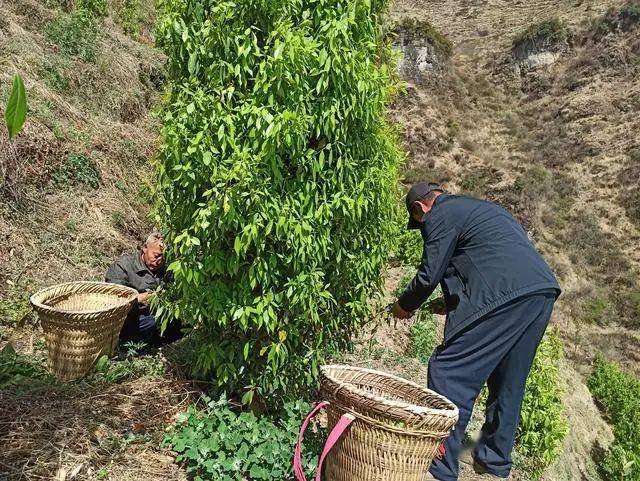 种植老鹰茶1600余亩,每亩种植老鹰茶100株左右,能够采茶的茶树平均每